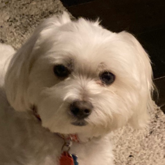 Meet your Posher, Tracy - Picture 1 of 1